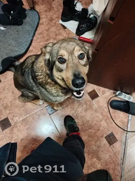 Пропал собака, мужской, улица Зверева, 4, Красногорск - серо-рыжий окрас - photo