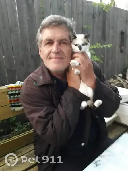 Пропала кошка, Канск, Красноярский край - окрас как у сиамской кошки - photo