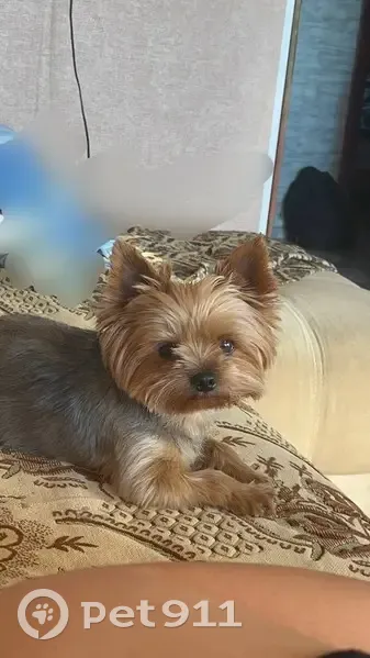 Пропал собака, Красная улица, Брянск - потерялся на ДК Кравцова - photo