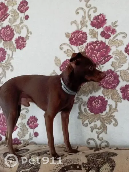 Пропал собака, улица Кутузова, 34, Бугульма - коричневый окрас - photo