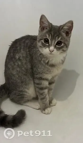 Пропала кошка, Красноармейская улица, Черкесск - серенькая с белым носиком - photo