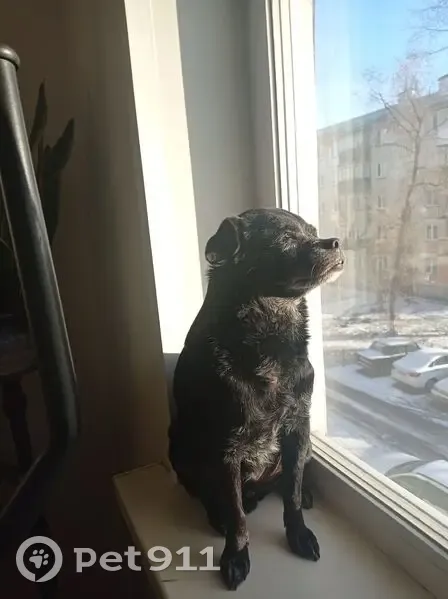 Пропал собака, Семафорная улица, 233, Красноярск - черный маленький в свитере - photo