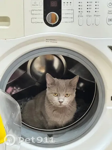 Пропала кошка, улица Капитана Гастелло, 20А, Советск - серая в полоску - photo