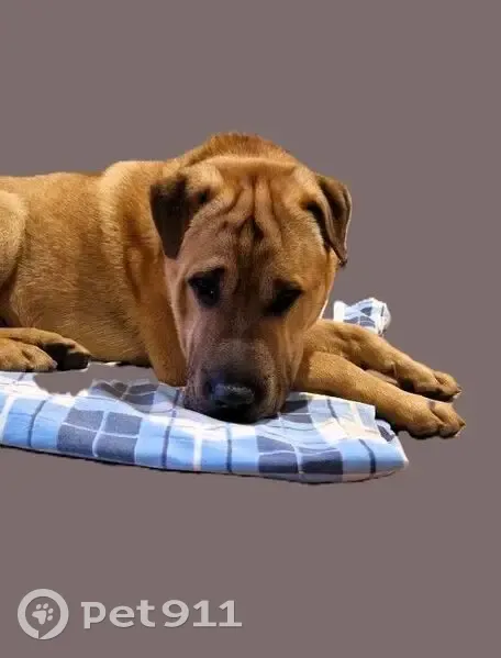 Найден собака, Восточно-Кругликовская улица, Краснодар - метис Шарпея - photo