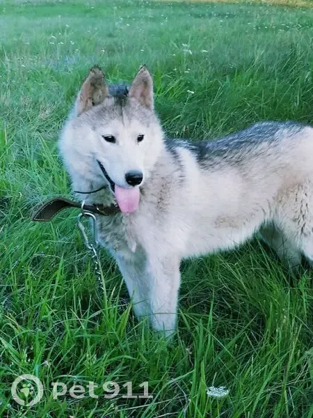 Пропала собака, Пулковская улица, 1 к2, Санкт-Петербург - добрая и послушная - photo