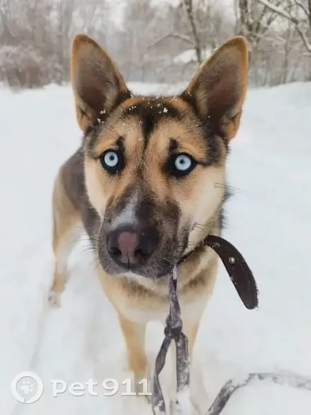 Пропала собака, Калининград, Калининградская область - голубые глаза, черно-коричневый окрас - photo
