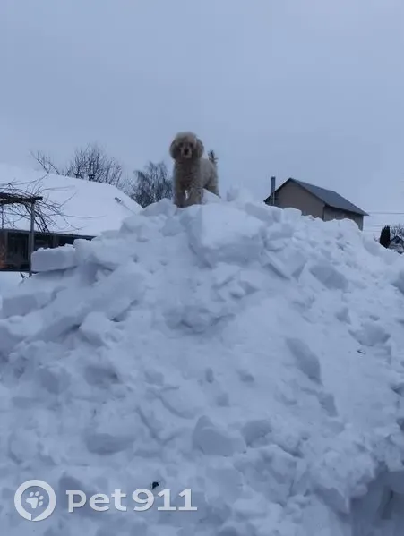 Пропал собака, улица Айвазовского, Тула - пудель 9 лет, белый с рыжими ушами - photo