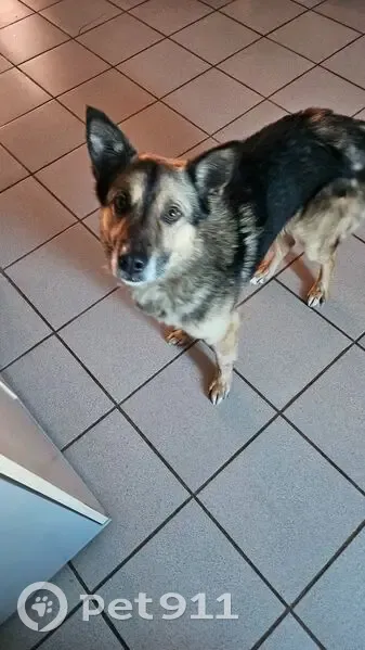 Пропал собака, мужской, улица Циолковского, 41, городской округ Орёл - чёрно-рыжий, худой, высокий - photo