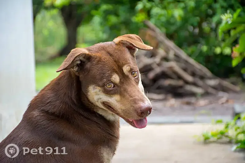 Пропал собака, улица Строителей, 54, городское поселение Ковылкино - коричневый с широким ошейником - photo