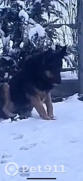 Пропал собака, Южная улица, 2, Новый - знает команды - photo