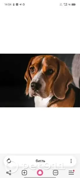 Пропал собака, улица 9 Мая, 5, Щёкино - бигль с оранжевым ошейником - photo