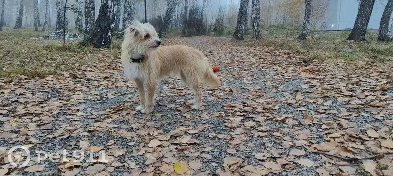 Пропала собака, улица Чичерина, 40В, Челябинск - светленькая - photo