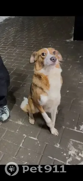 Пропала собака, женский пол, улица Суворова, городской округ Пенза - рыже-белая, сорвалась с поводка - photo