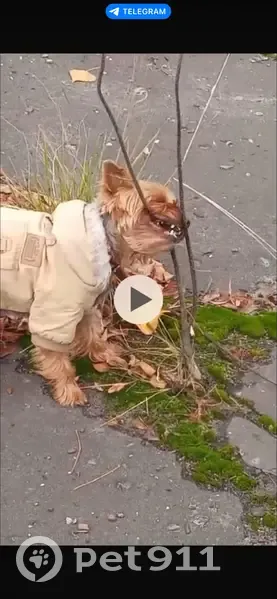 Пропала собака, Пензенская область, Пенза - без поводка, откликается на Пампушу - photo