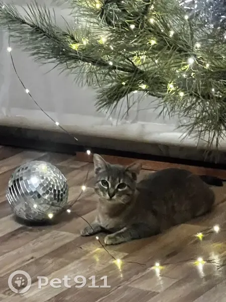 Пропал кот, переулок Крупской, 99, Каменск-Шахтинский - серенький с экземой на холке - photo