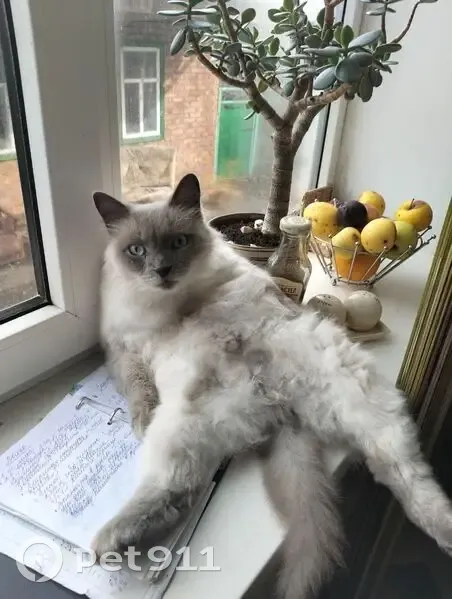 Пропал кот, улица Дружбы, Павловская - светлый окрас и голубые глаза - photo