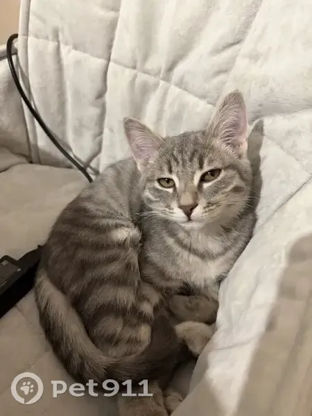 Пропал кот, Ангарская улица, 25, Маркова - Сима из посёлка Изумрудный - photo