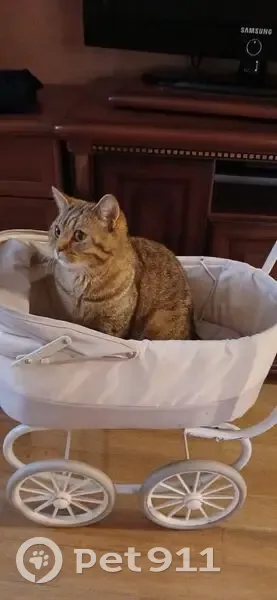 Пропал кот, коттеджный поселок, Еремеево - не любит быть на руках - photo