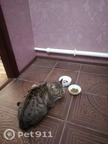 Пропала кошка, Украинский переулок, Таганрог - коричневый окрас с серым - photo