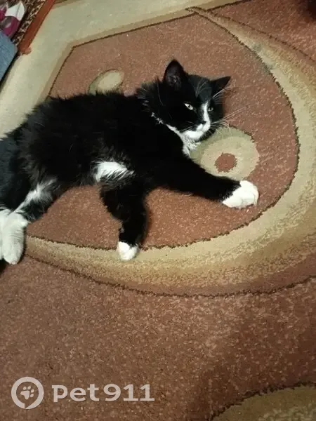 Пропал кот, улица Папина, городской округ Липецк - персидский, черно-белый - photo