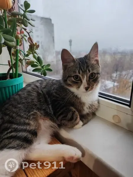 Пропал кот, Набережная улица, Красный Яр - белый окрас задних лап - photo