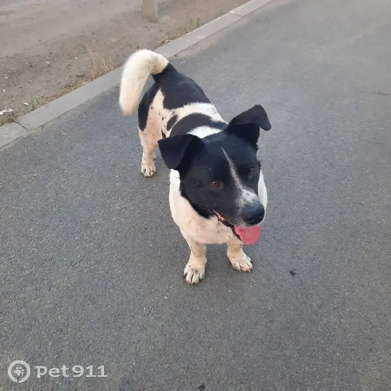 Пропал собака, Базарный переулок, Каргаполье - чёрный с белыми пятнами - photo