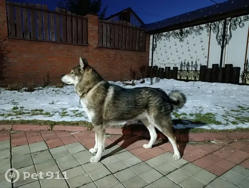Пропал собака, Покровская улица, 20, Омск - лайка смешанная с волком - photo