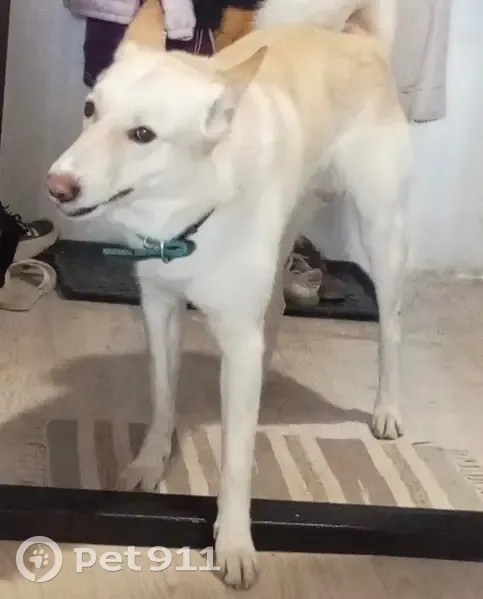 Пропал собака, мужской, улица Романова, Новосибирск - белый окрас с рыжей спиной и ушами - photo