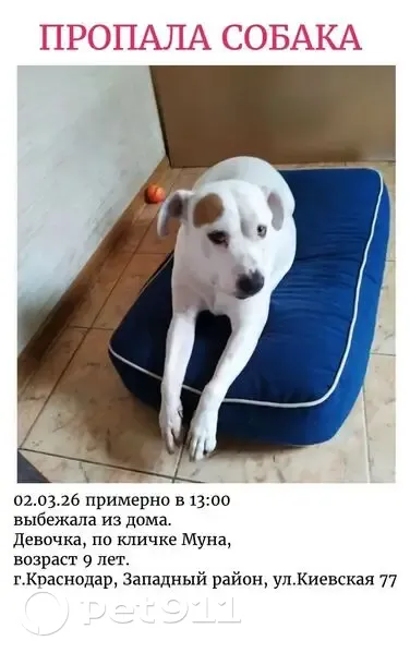 Пропала собака, девочка, Киевская улица, 80, Краснодар - photo