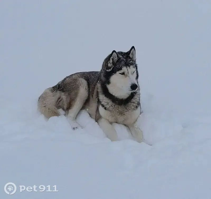 Пропала собака, Октябрьская улица, 61, Ямное - порода хаски, кличка Пандора - photo
