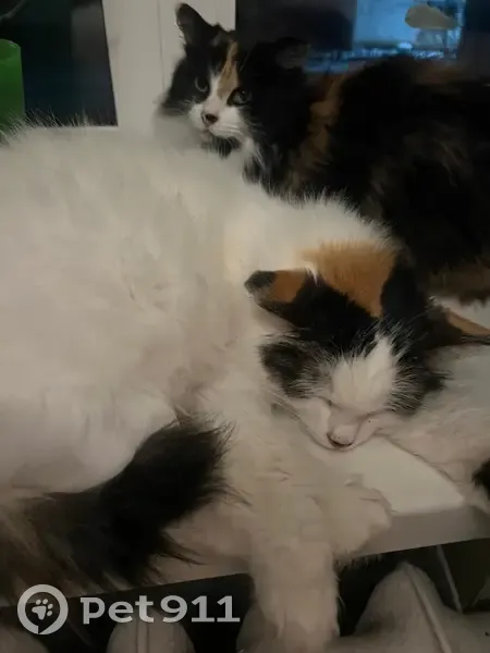 Пропала кошка, улица Гагарина, 8, Миловка - откликается на «Белый» - photo