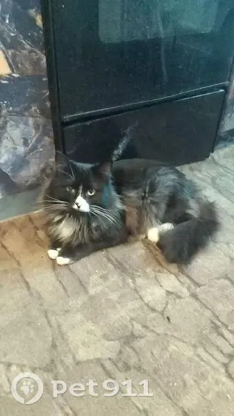 Пропал кот, улица Цепулина, Ртищево - чёрный с белым окрасом - photo