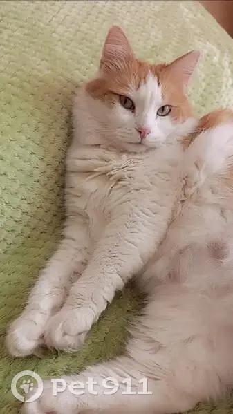 Пропала кошка, Выборгское шоссе, 23 к2, Санкт-Петербург - рыже-белая, 12 лет - photo