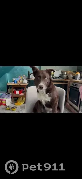 Пропал собака, Калининградское шоссе, Шоссейное - кличка Кант, откликается на Умку - photo