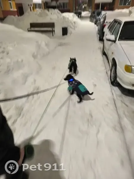 Пропал собака, Садоводческая улица, Набережные Челны - черный с белым галстуком - photo