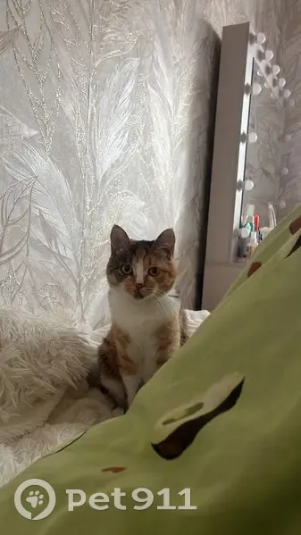 Пропала кошка, Пионерская улица, 9, Ивановка - трехцветная с рыжим оттенком - photo