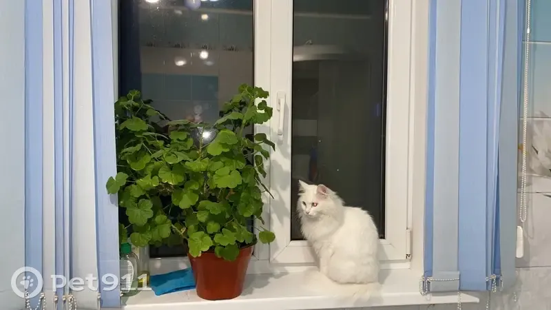 Пропала кошка, Дюртюли, Башкирия - photo