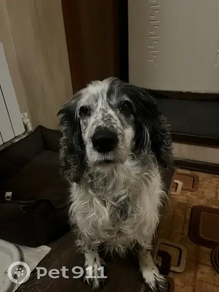 Пропал собака, Досчатое, Нижегородская область - черно-белый спаниель - photo