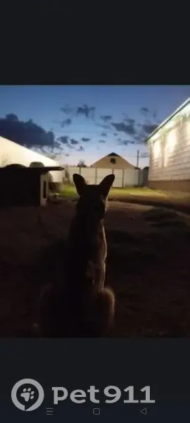 Пропал собака, 7-я Загородная улица, 14, Палимовский сельсовет - photo