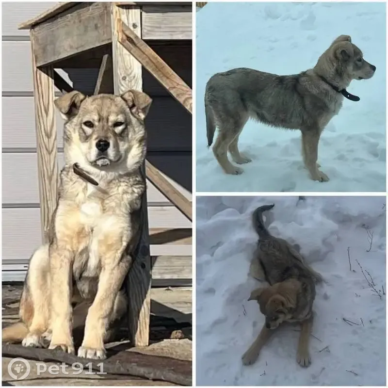 Пропал собака, улица Якина, Старый Сибай - очень веселая и любит играть - photo