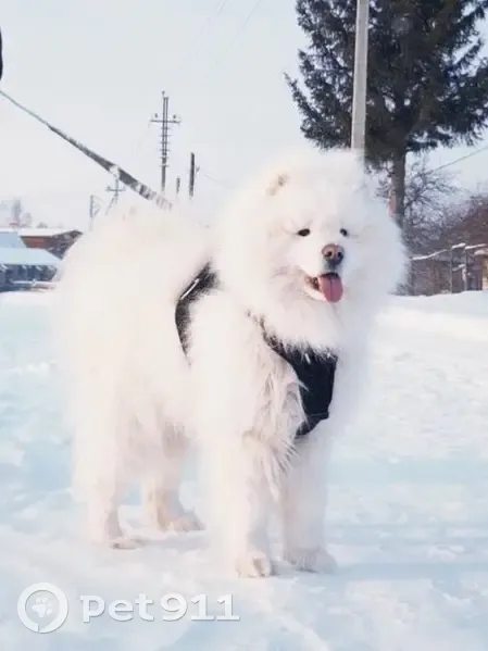 Пропал собака, Богородск, Нижегородская область - белый окрас, похож на медвежонка - photo