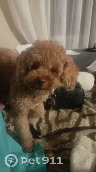 Пропала собака, Калининград, Калининградская область - может откликаться на Пабло - photo