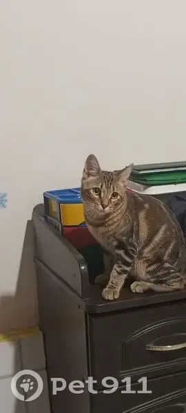 Пропал кот, район Гагарина 15-17, Южный - рыжевато-коричневый окрас - photo