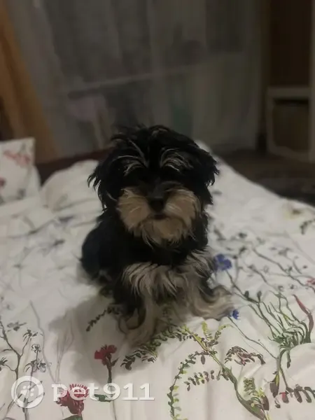 Пропала собака, девочка, улица Тронина, Георгиевск - photo