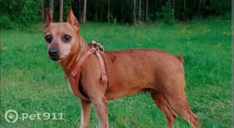 Пропала собака, Огородная улица, 24Е, Казань - цвергпинчер, 18 лет - photo