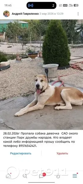 Пропала собака, улица Восстания, Самара - рыже-белая, дружелюбная - photo