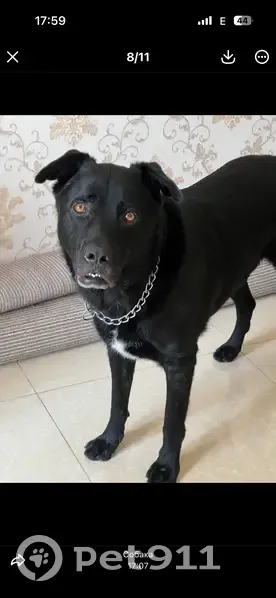 Пропал собака, Авиационная улица, 34/16, Сочи - металлический ошейник - photo