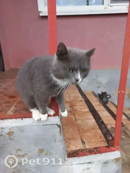 Пропал кот, улица Свердлова, 82, Каменск-Шахтинский - похудевший после болезни - photo