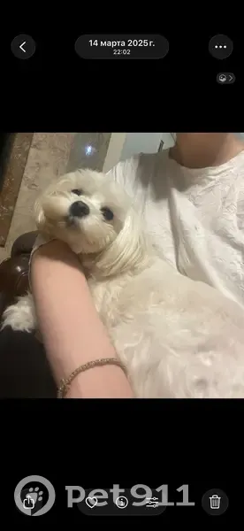 Пропала собака, Коллективная улица, 41, Ростов-на-Дону - белая с розовым ошейником - photo