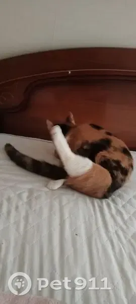 Пропала кошка, Парусная улица, 20/2, Краснодар - трёхцветная, ласковая - photo